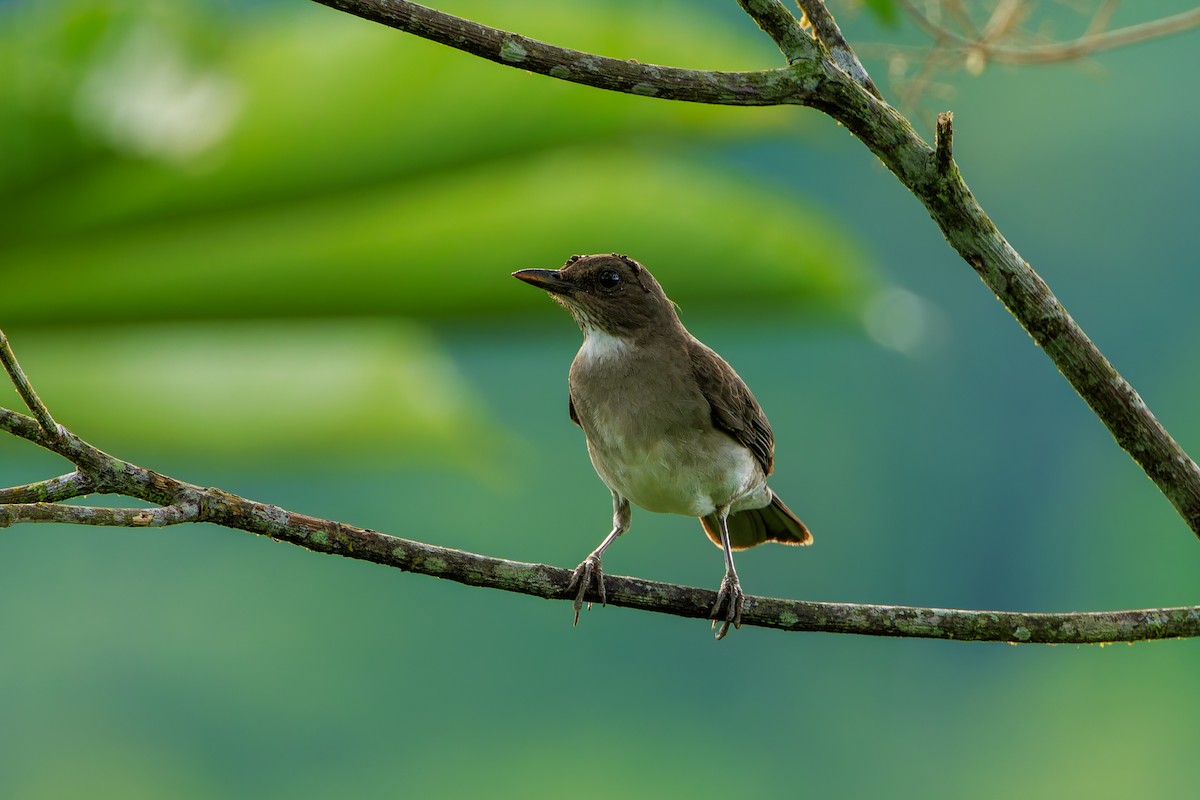 Black-billed Thrush - ML627823105