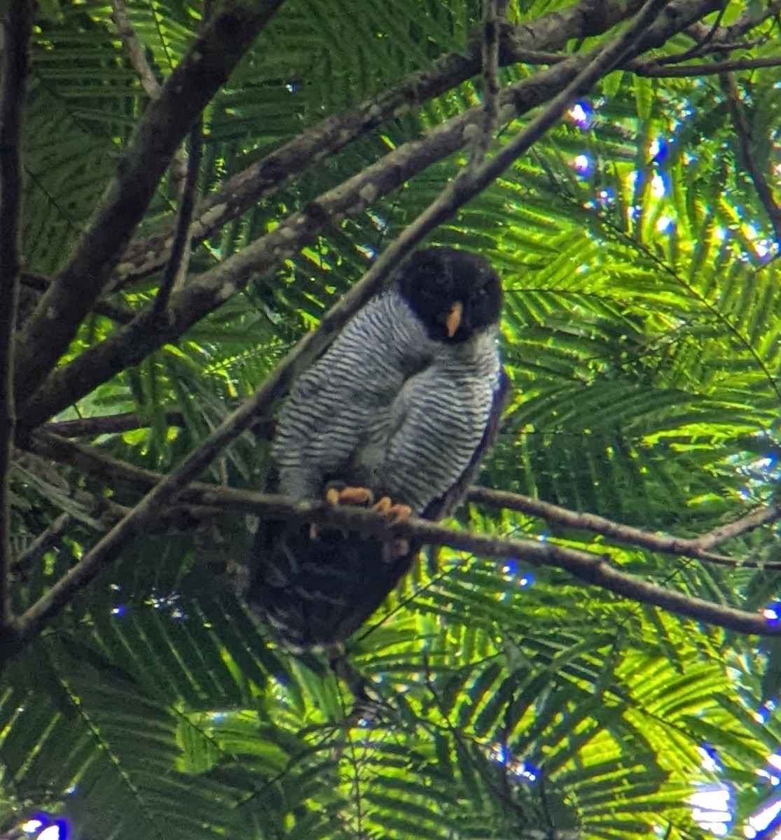 Black-and-white Owl - ML627823141