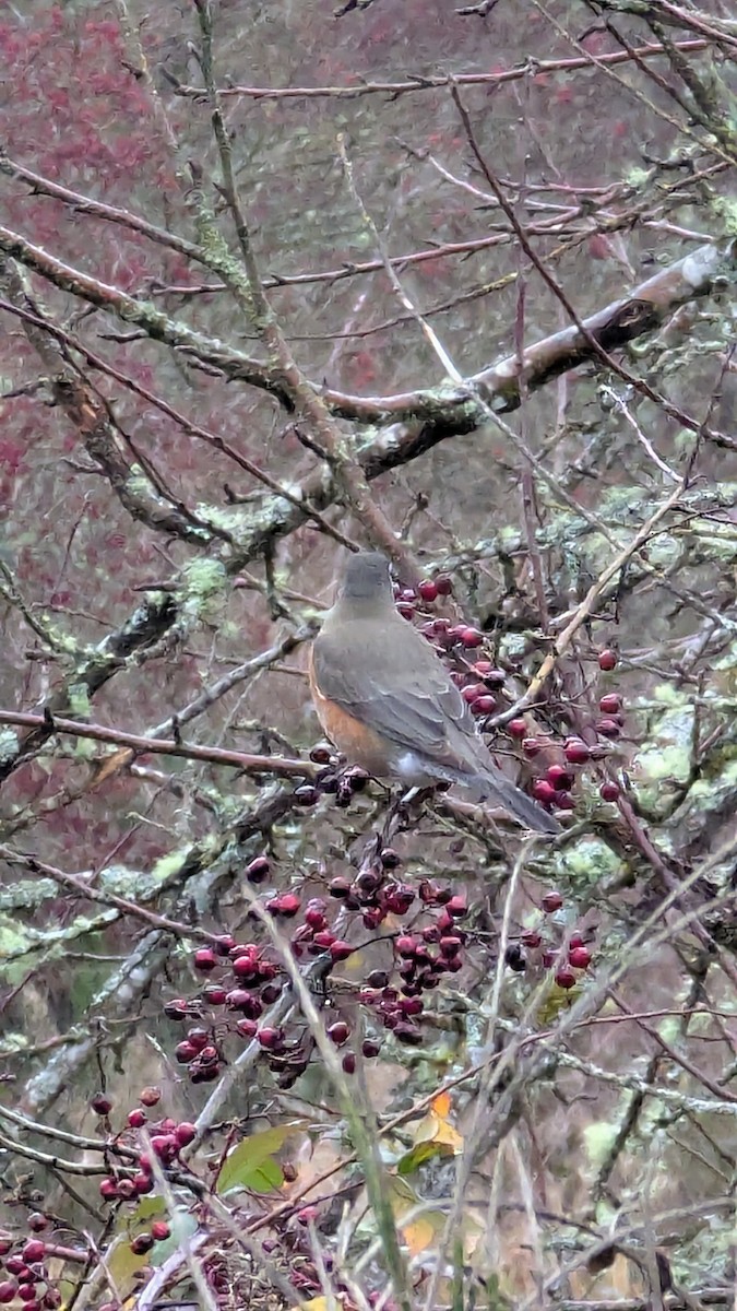 American Robin - ML627823181