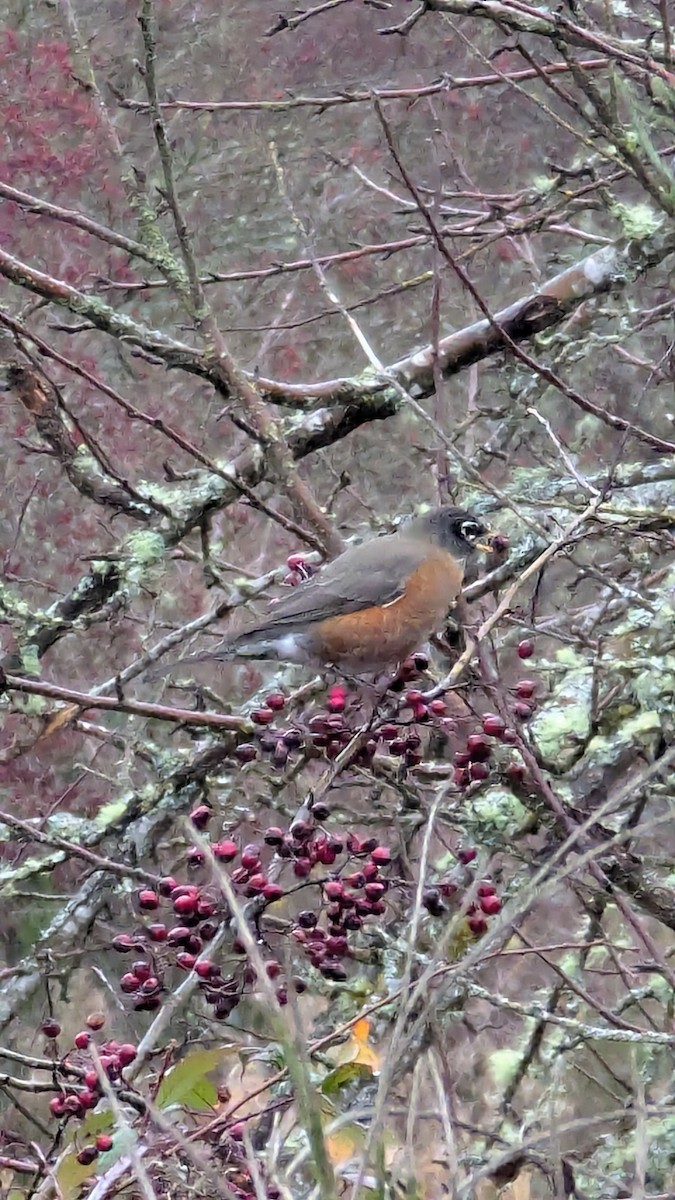 American Robin - ML627823183