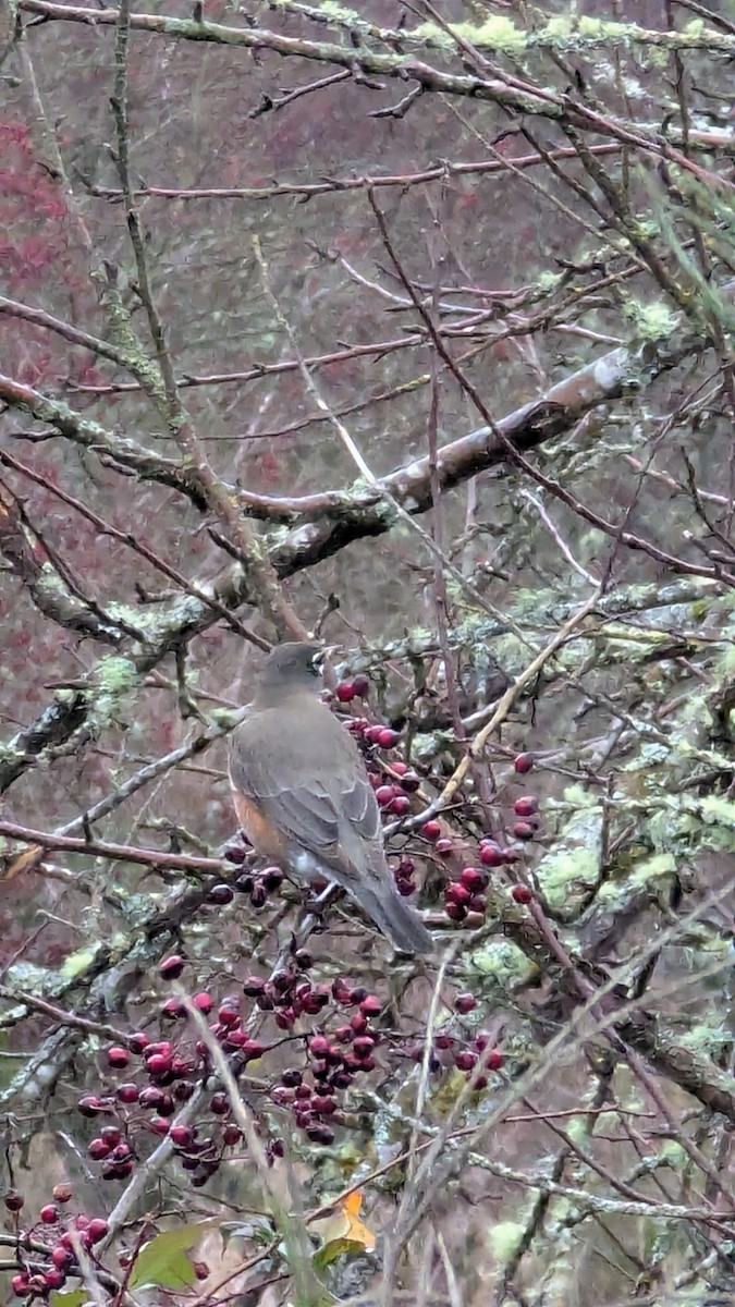 American Robin - ML627823184