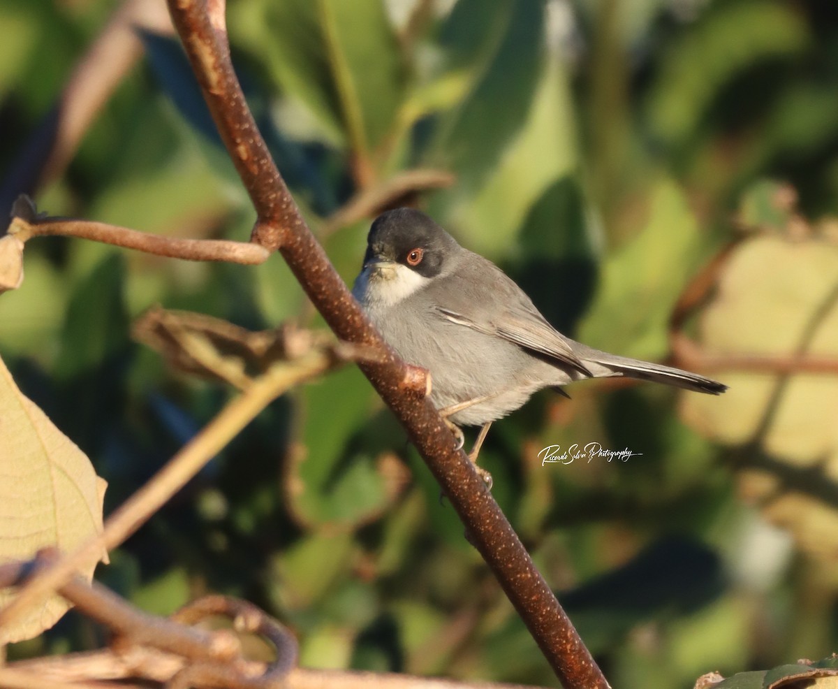 Sardinian Warbler - ML627823237