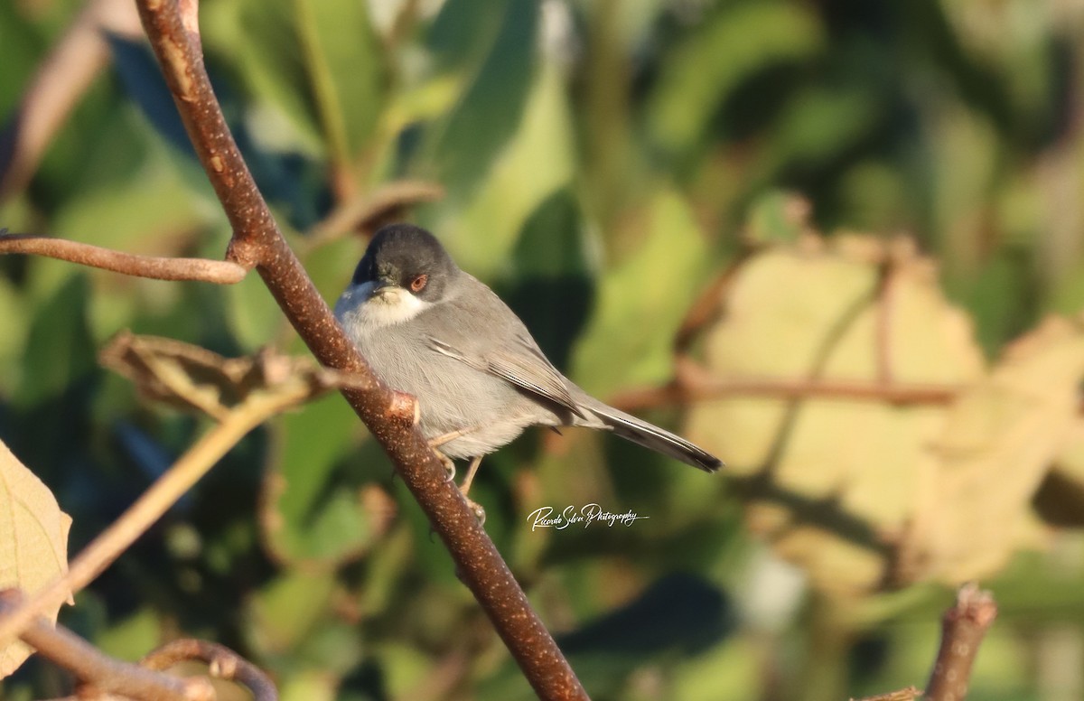 Sardinian Warbler - ML627823238