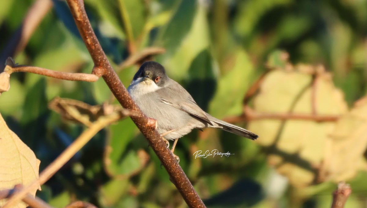Sardinian Warbler - ML627823239