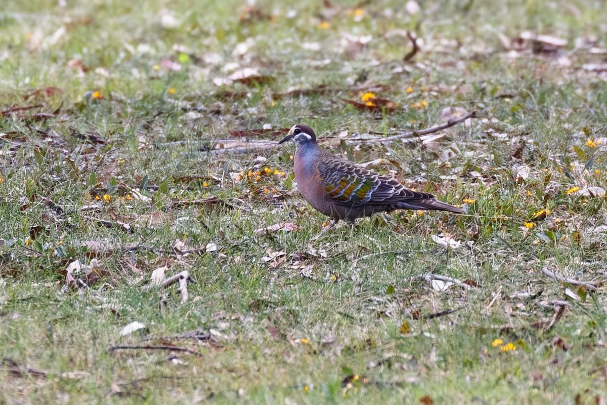 Common Bronzewing - ML627823339