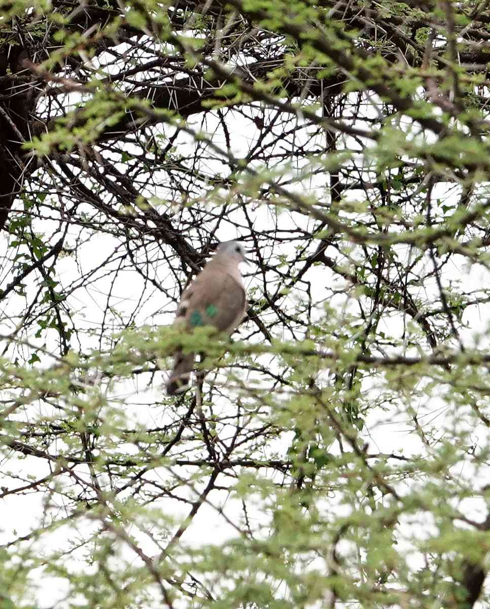 Emerald-spotted Wood-Dove - ML627823386