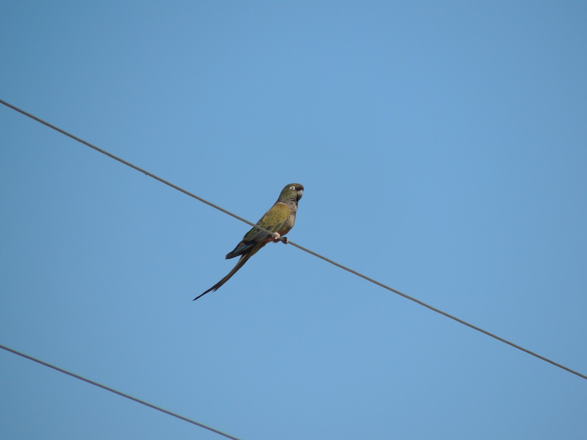 Conure de Patagonie - ML627823442