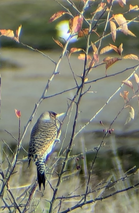 Northern Flicker (Yellow-shafted x Red-shafted) - ML627823481