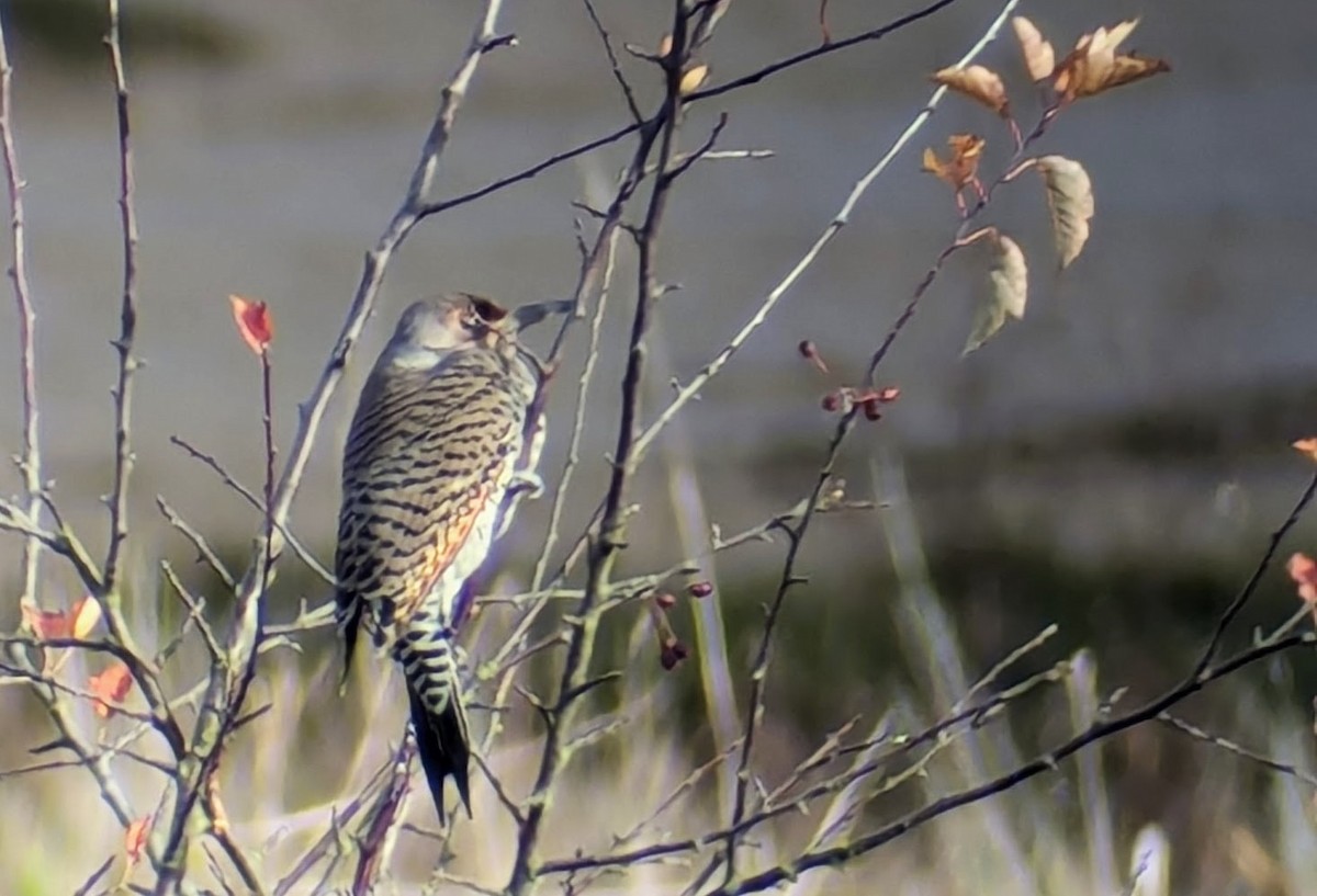Northern Flicker (Yellow-shafted x Red-shafted) - ML627823482