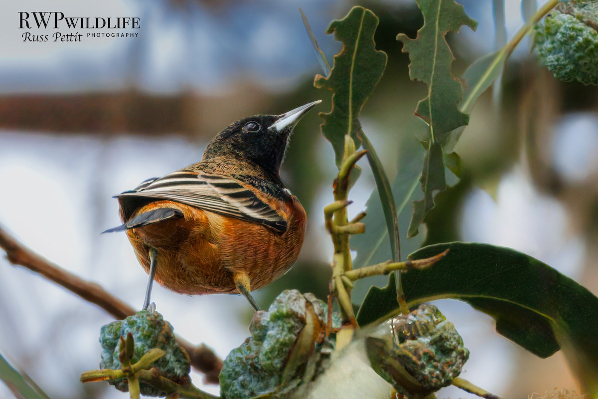 Orchard Oriole - ML627823546