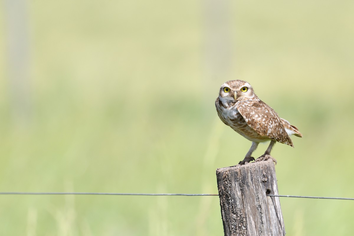 Burrowing Owl - ML627823572