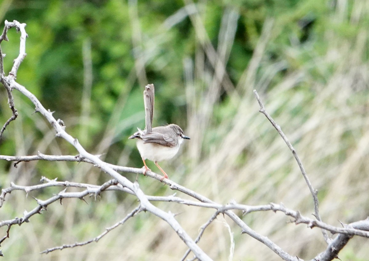 Pale Prinia - ML627823576