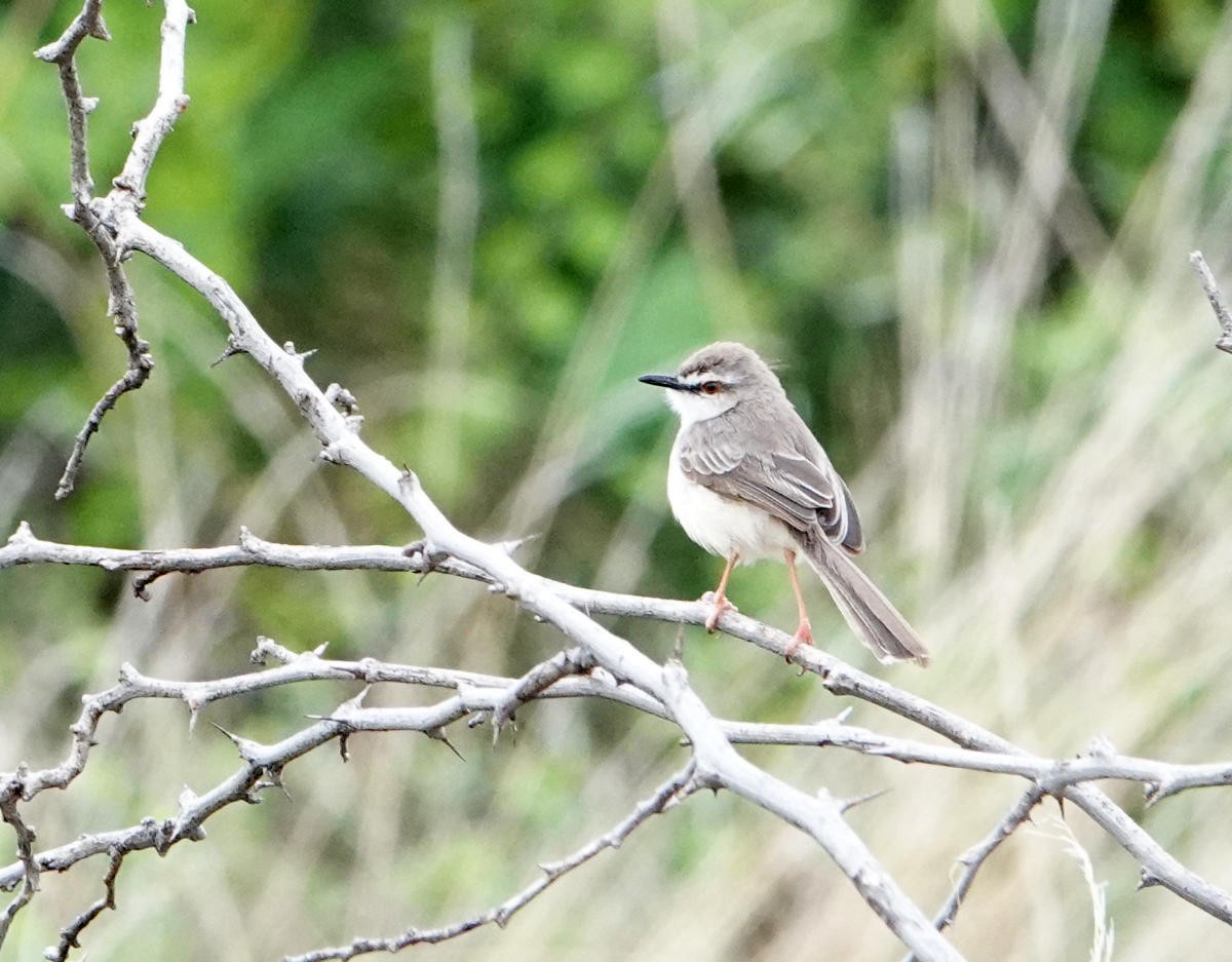 Pale Prinia - ML627823577