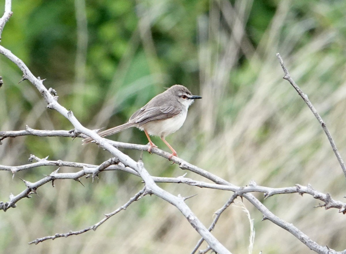 Pale Prinia - ML627823578