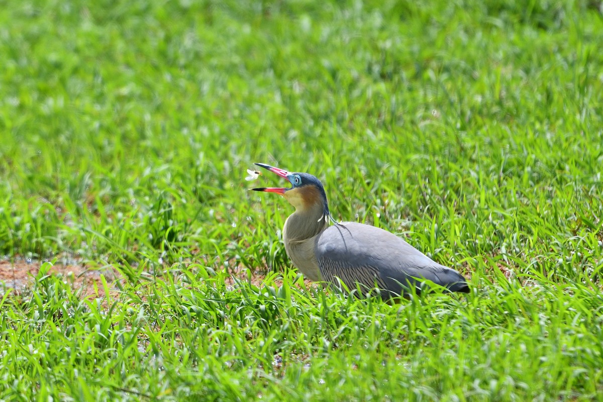 Whistling Heron - ML627823581