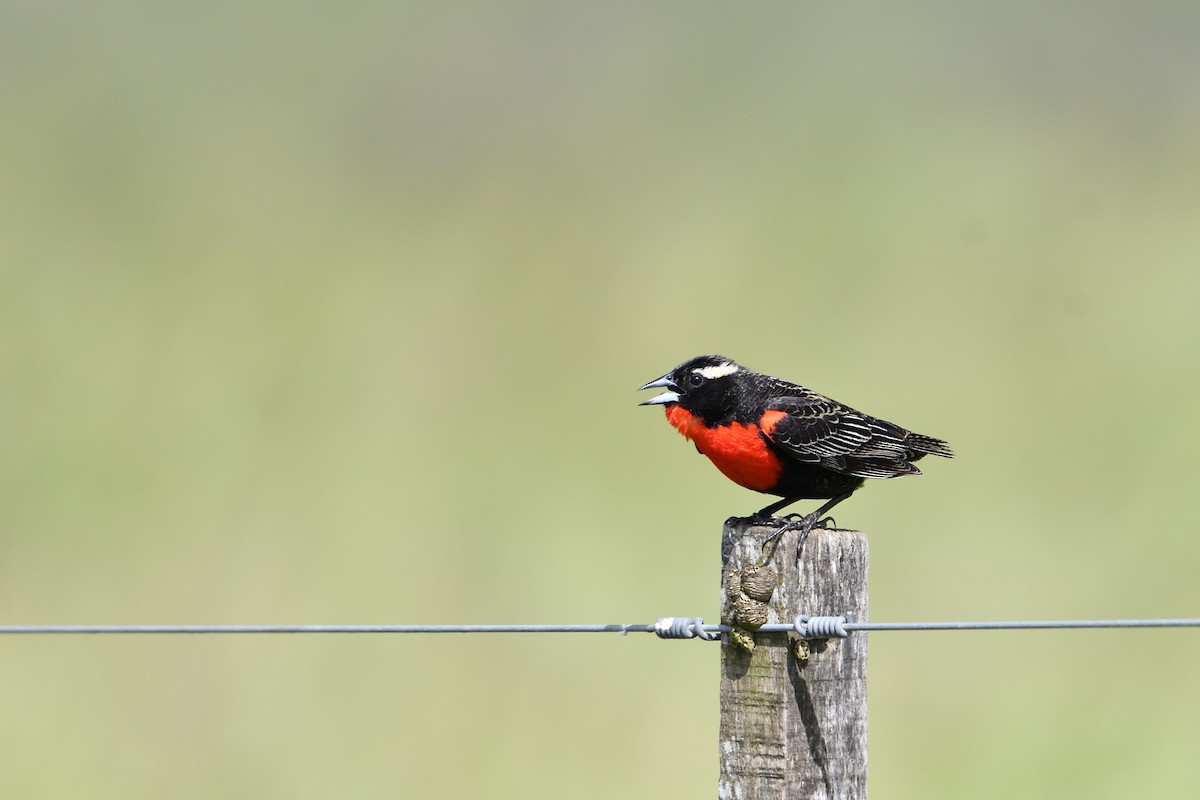 White-browed Meadowlark - ML627823596