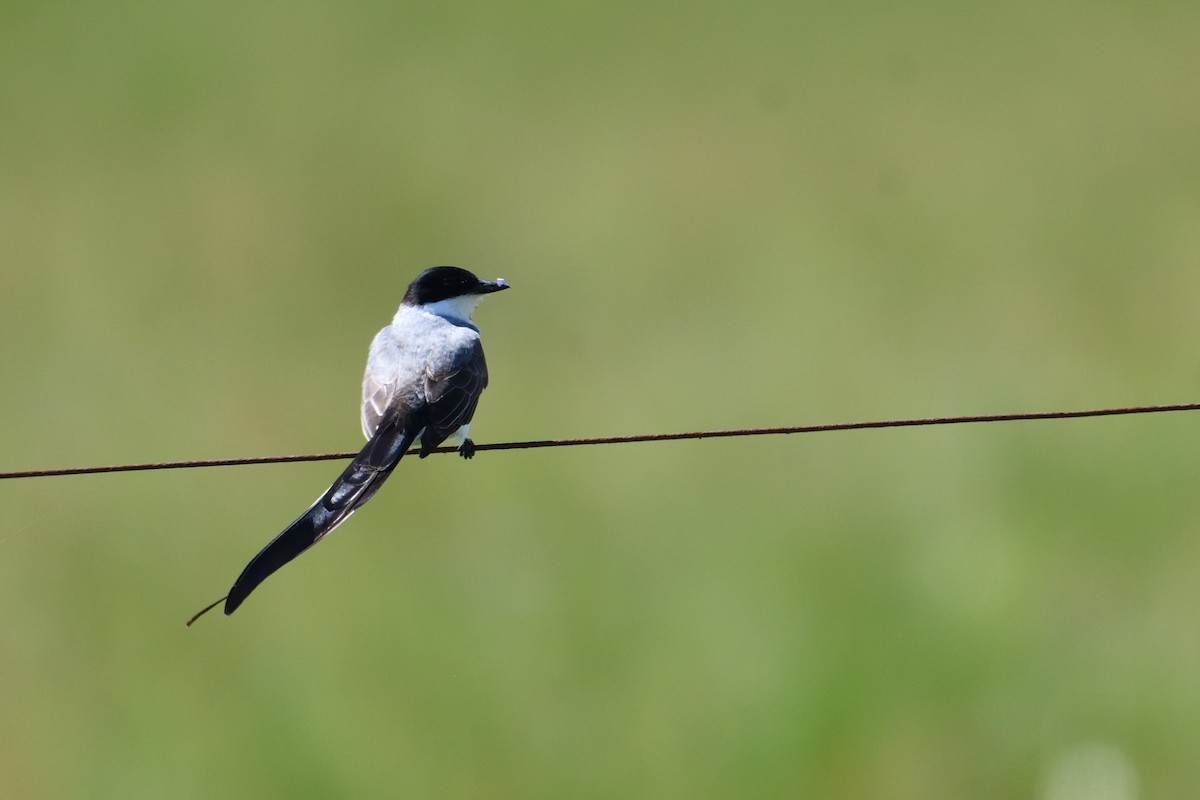 Fork-tailed Flycatcher - ML627823601