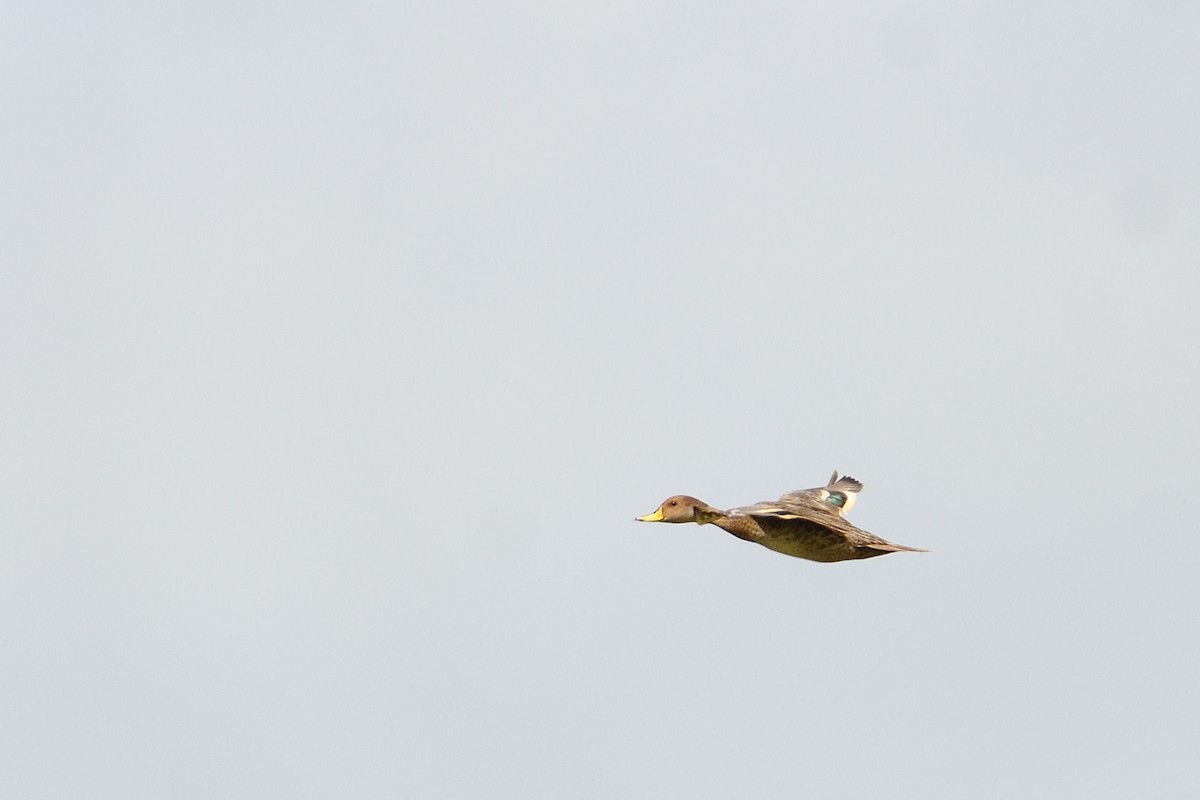 Yellow-billed Pintail - ML627823611