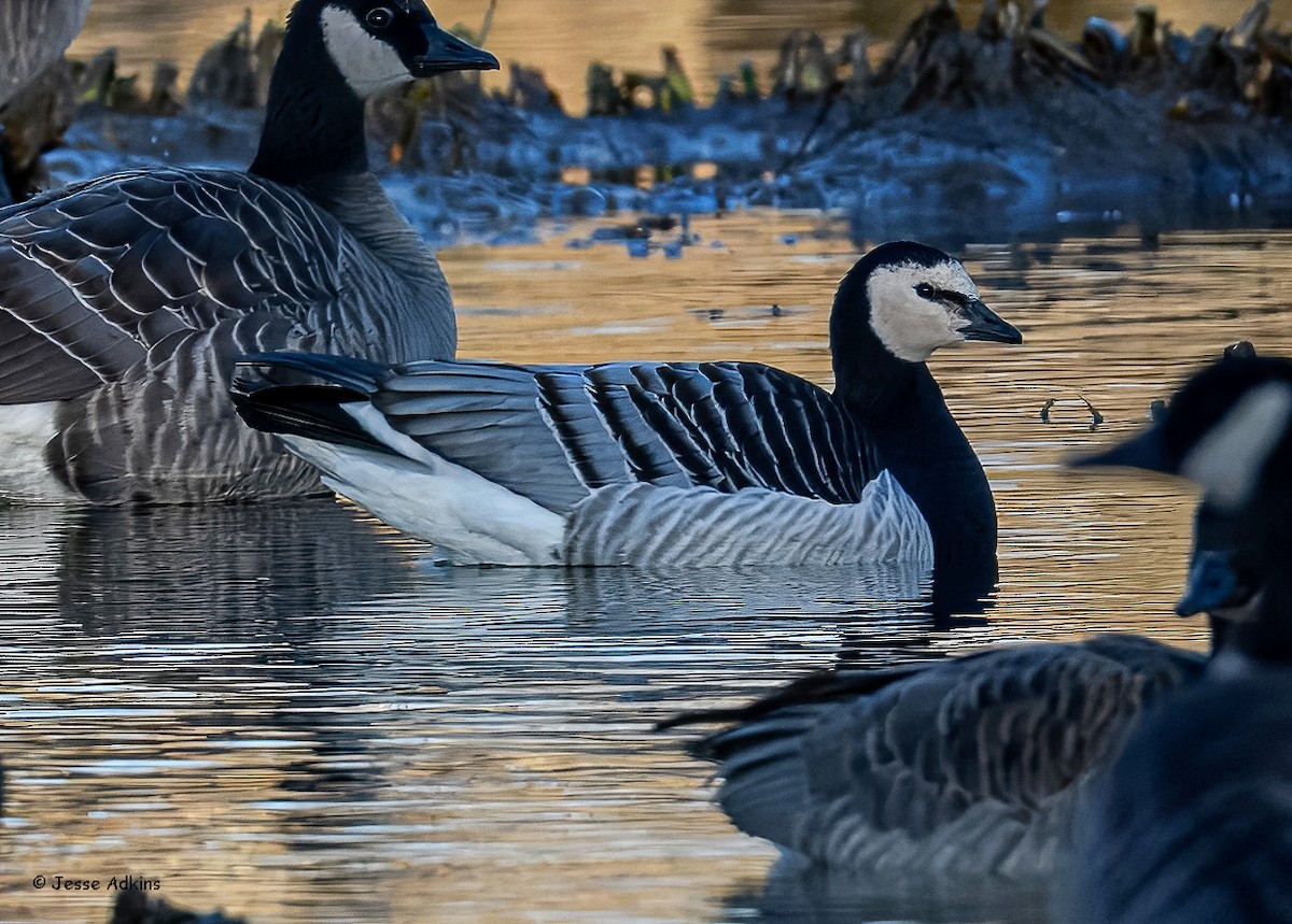 Barnacle Goose - ML627823641