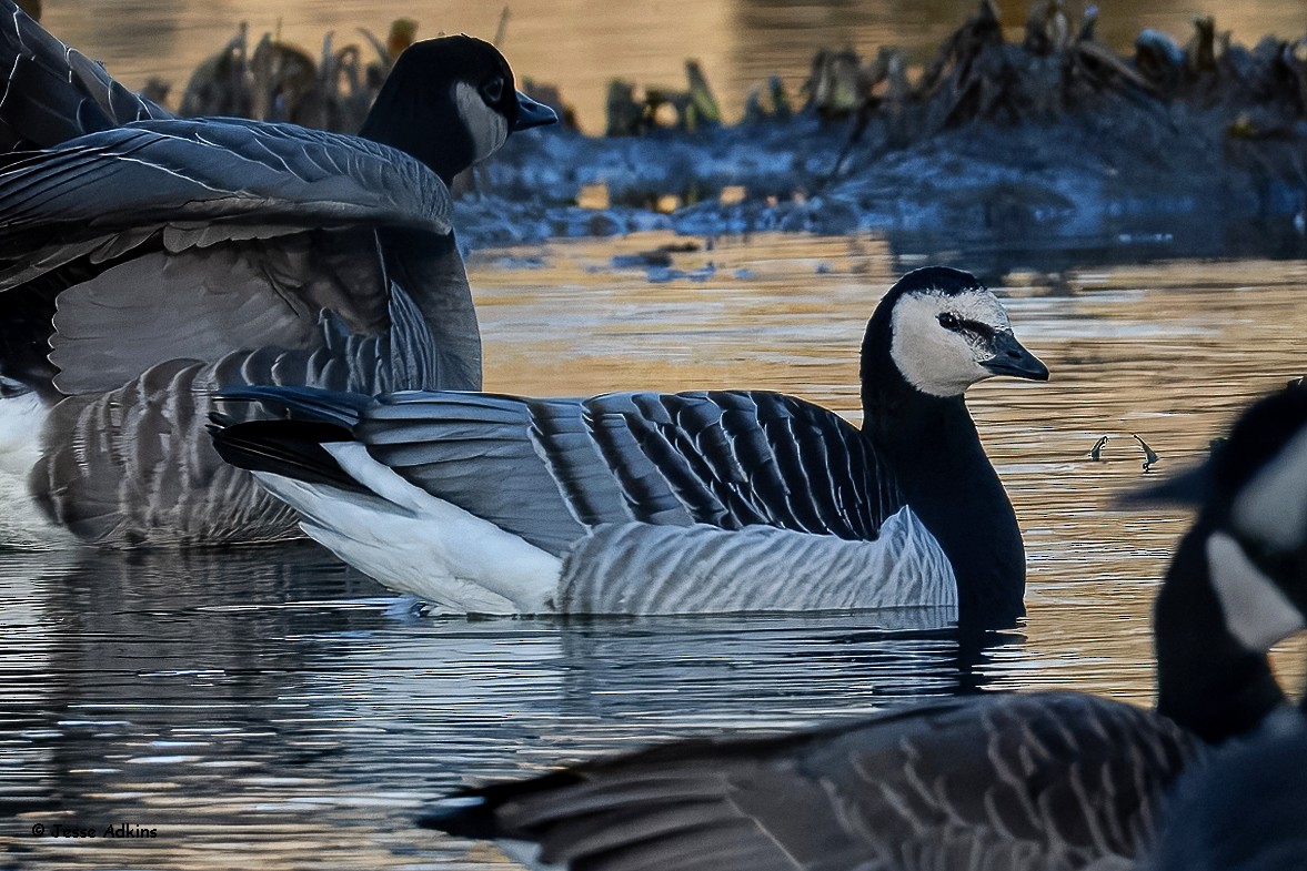 Barnacle Goose - ML627823642