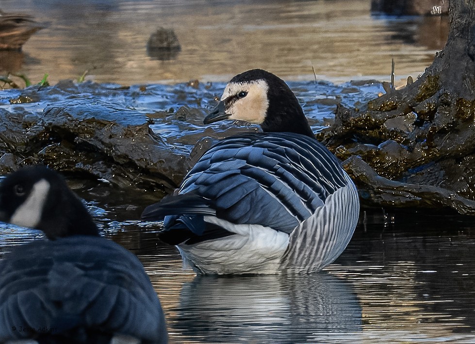 Barnacle Goose - ML627823643