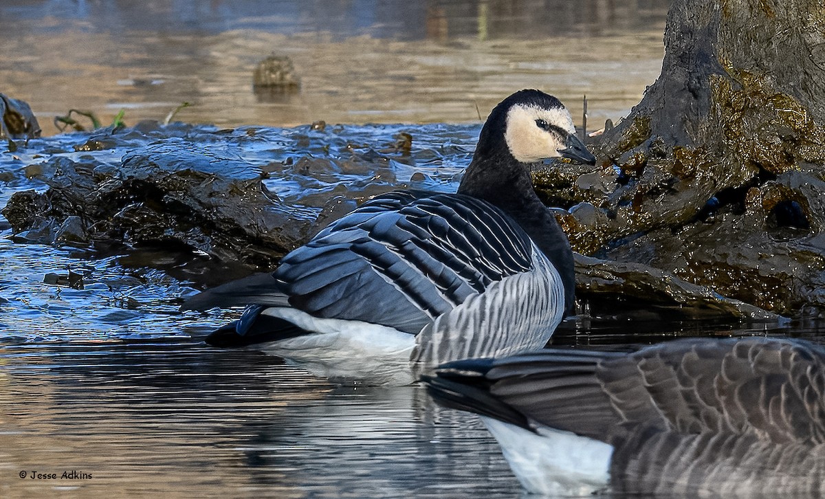 Barnacle Goose - ML627823644