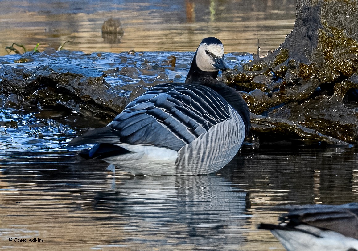 Barnacle Goose - ML627823645