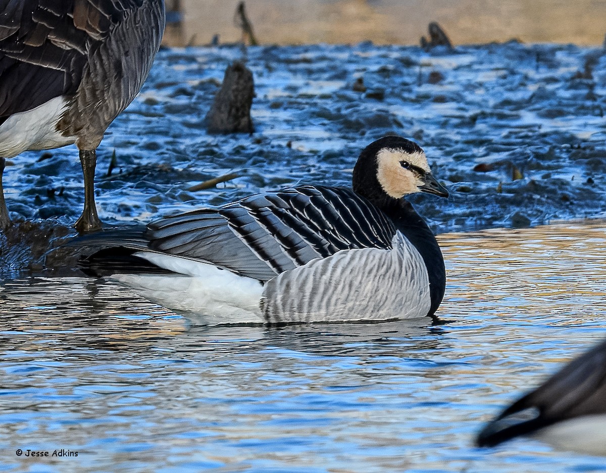 Barnacle Goose - ML627823646