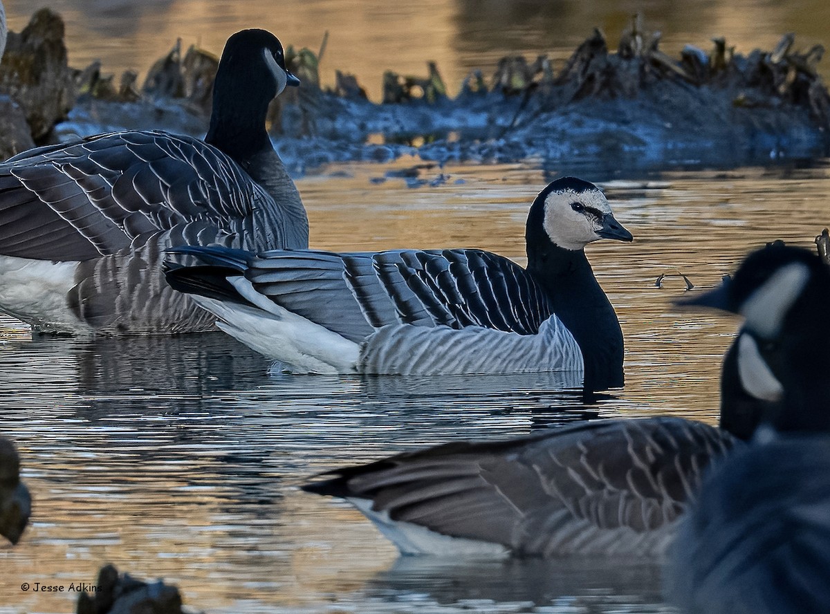 Barnacle Goose - ML627823647