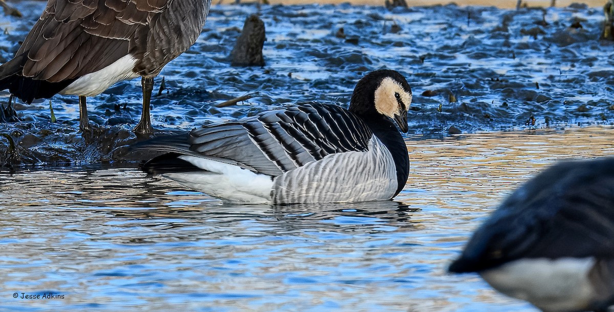 Barnacle Goose - ML627823648