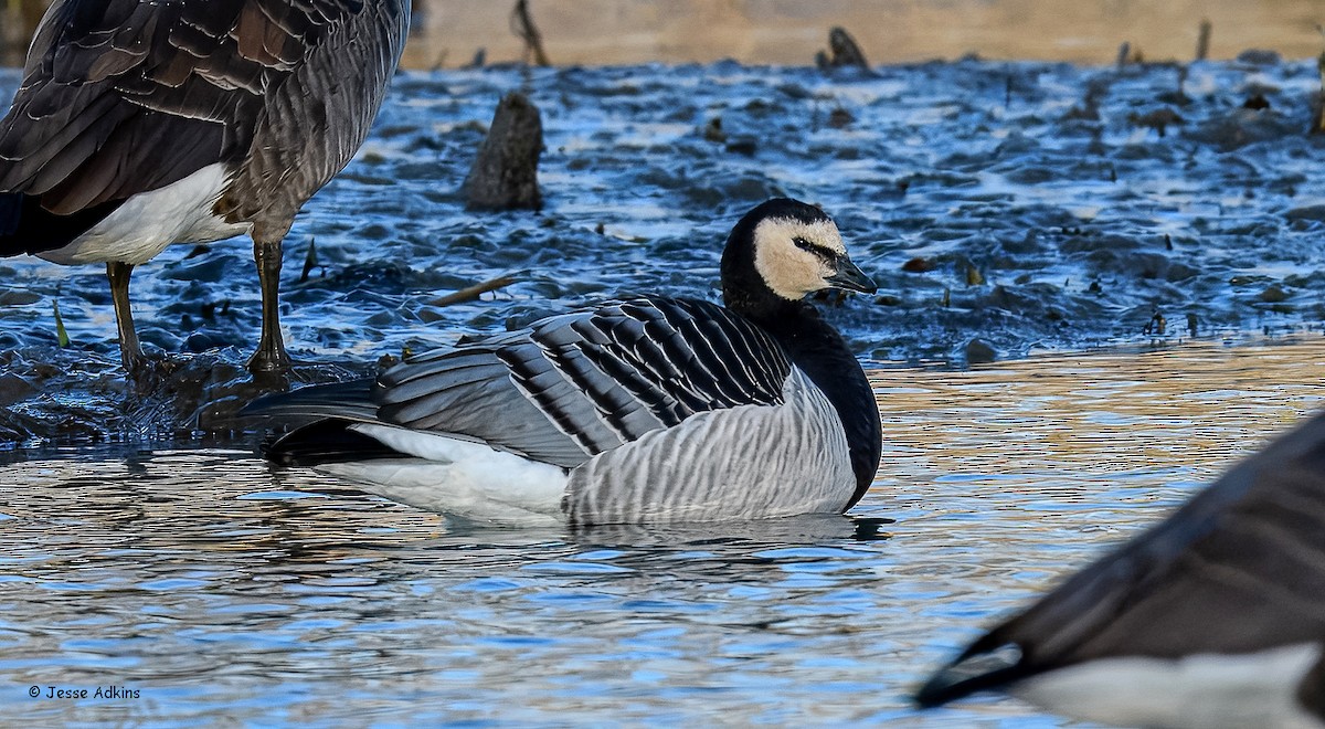 Barnacle Goose - ML627823649