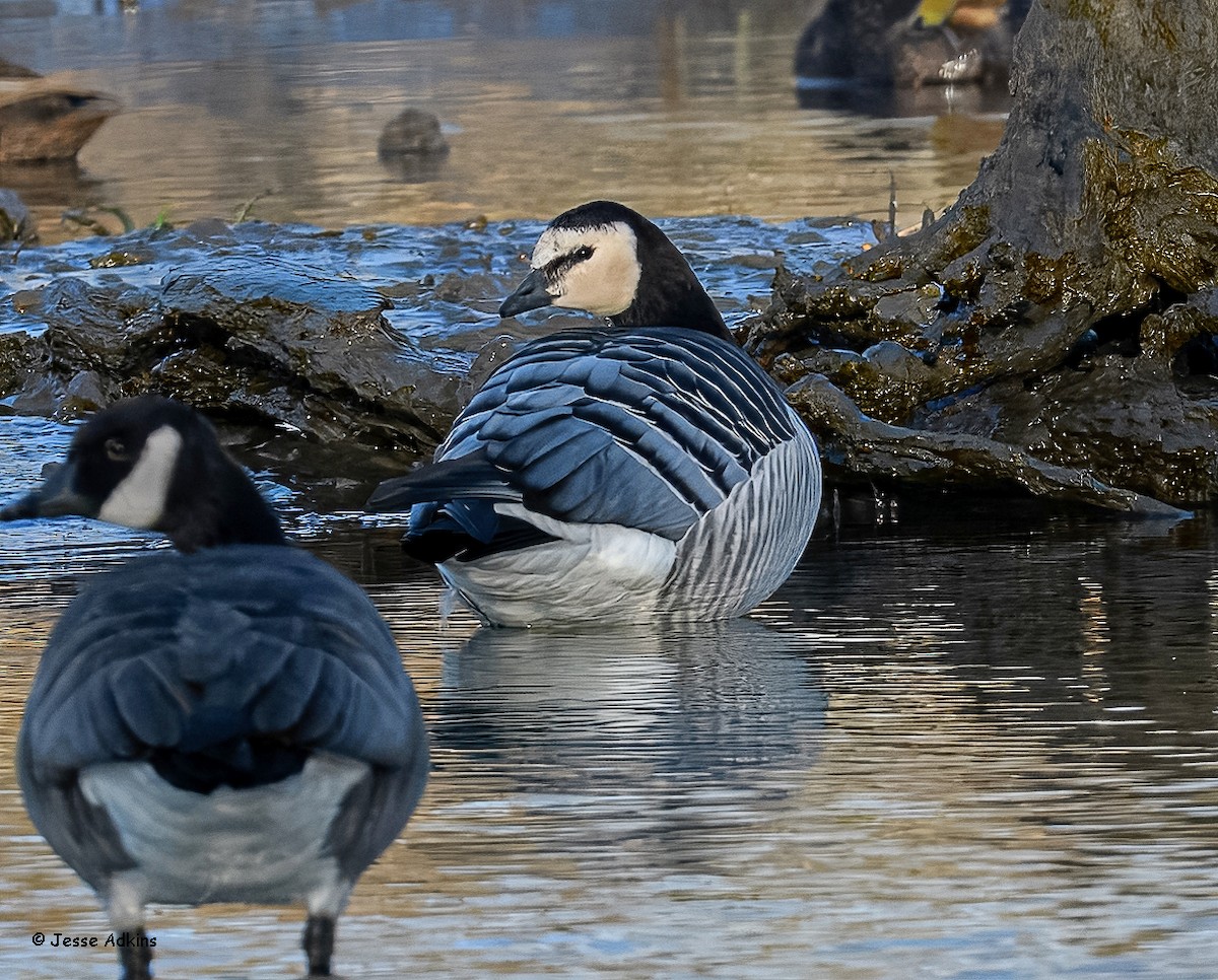 Barnacle Goose - ML627823650