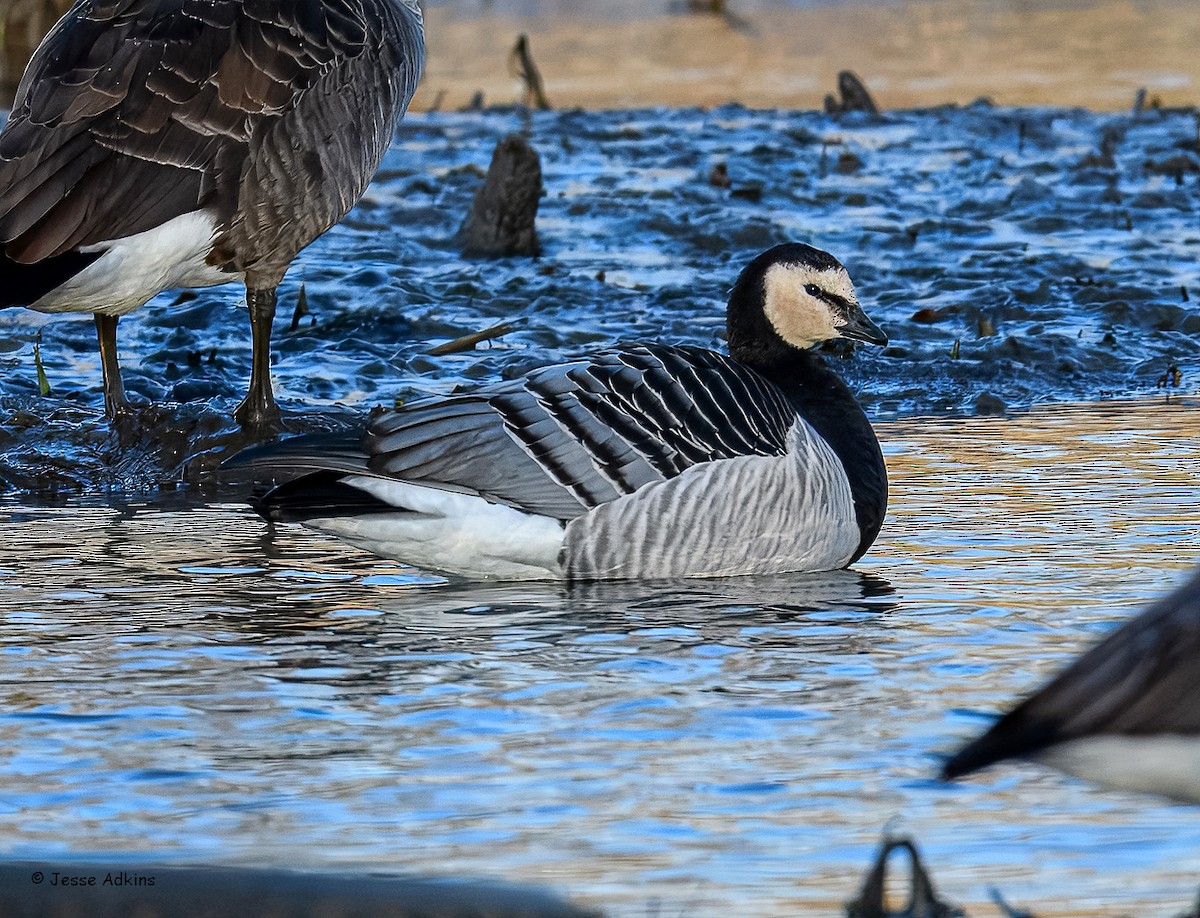 Barnacle Goose - ML627823651