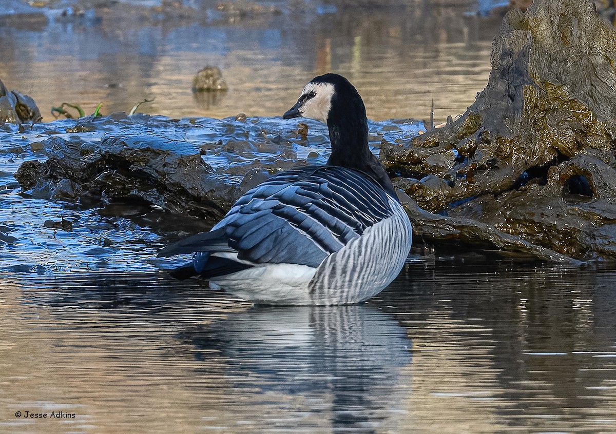 Barnacle Goose - ML627823652