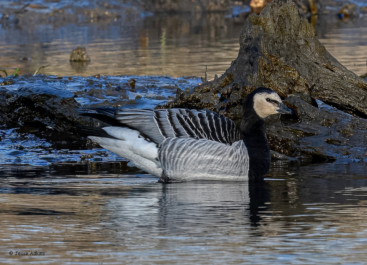 Barnacle Goose - ML627823653