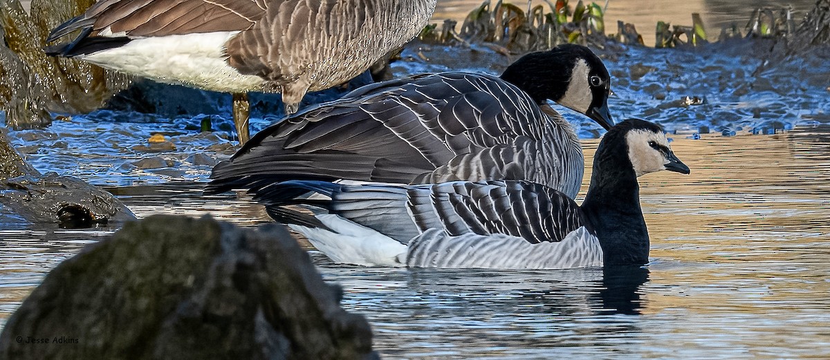 Barnacle Goose - ML627823654