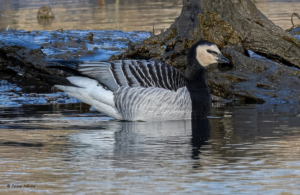 Barnacle Goose - ML627823655