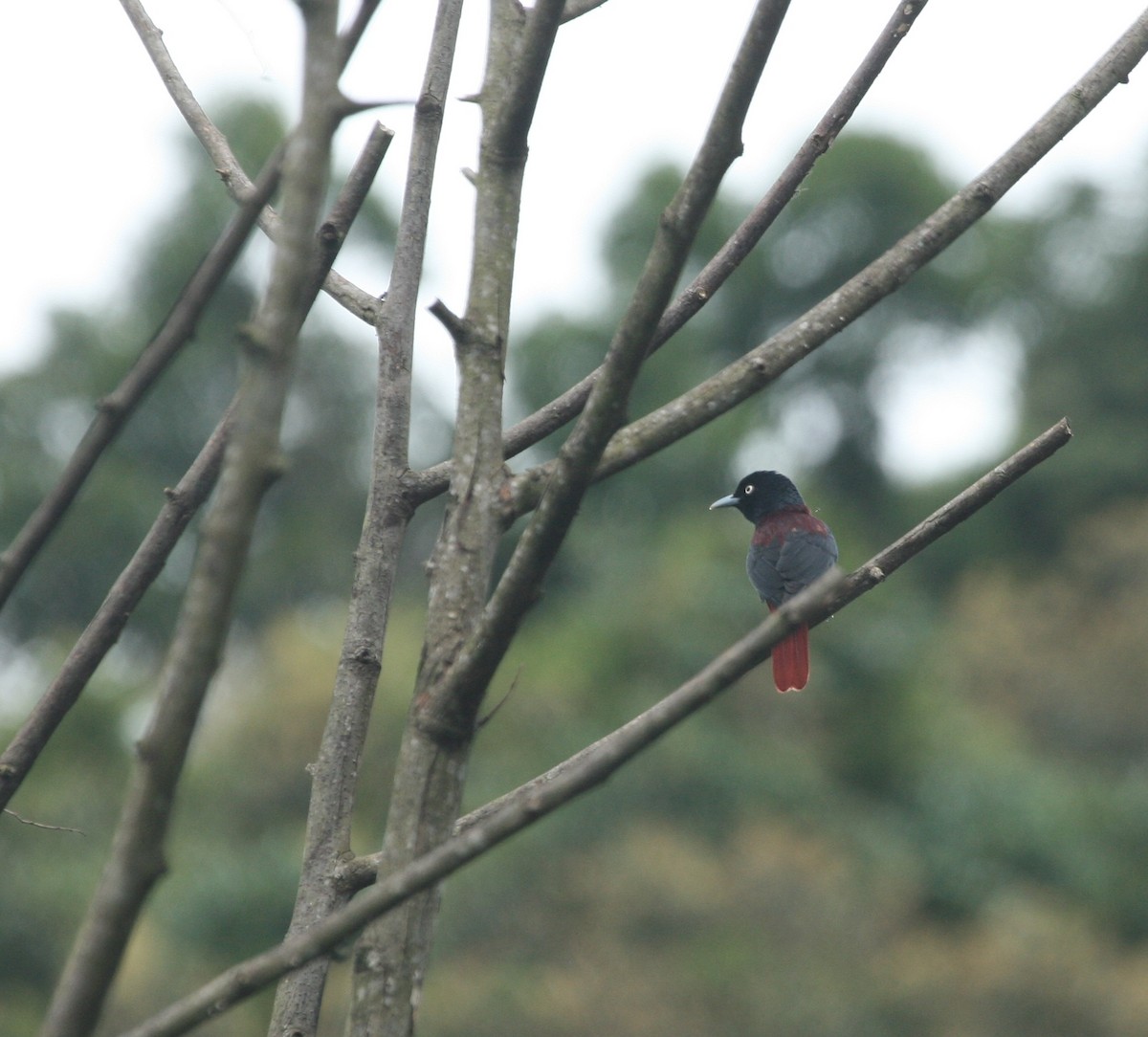 Maroon Oriole - ML627823699