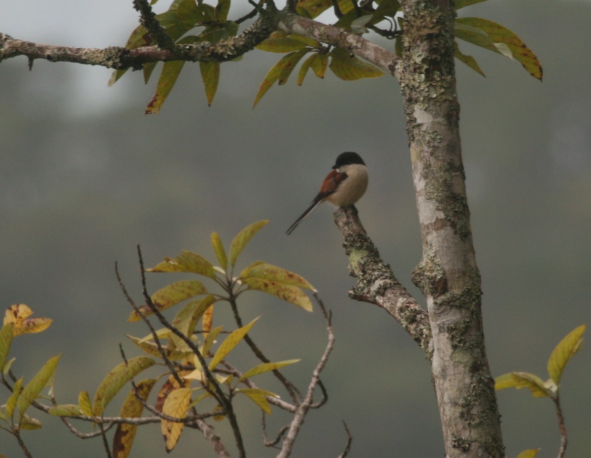 Burmese Shrike - ML627823739