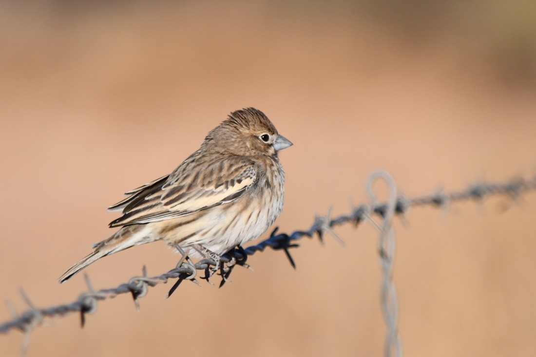 Lark Bunting - ML627823802