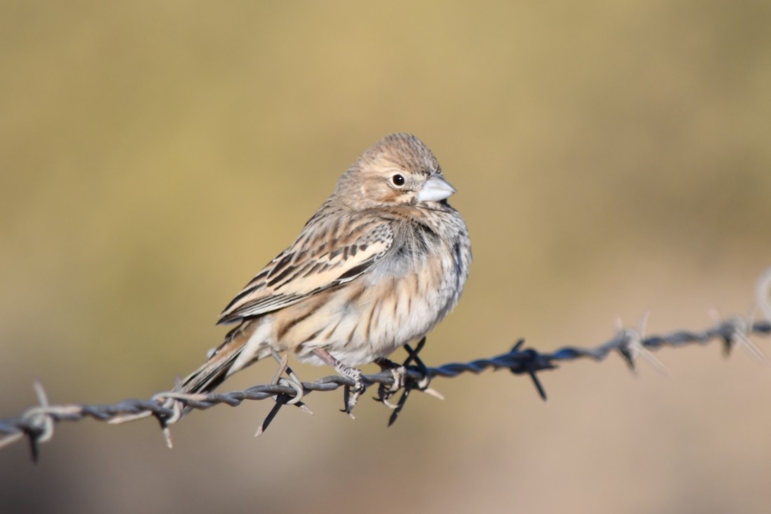 Lark Bunting - ML627823803