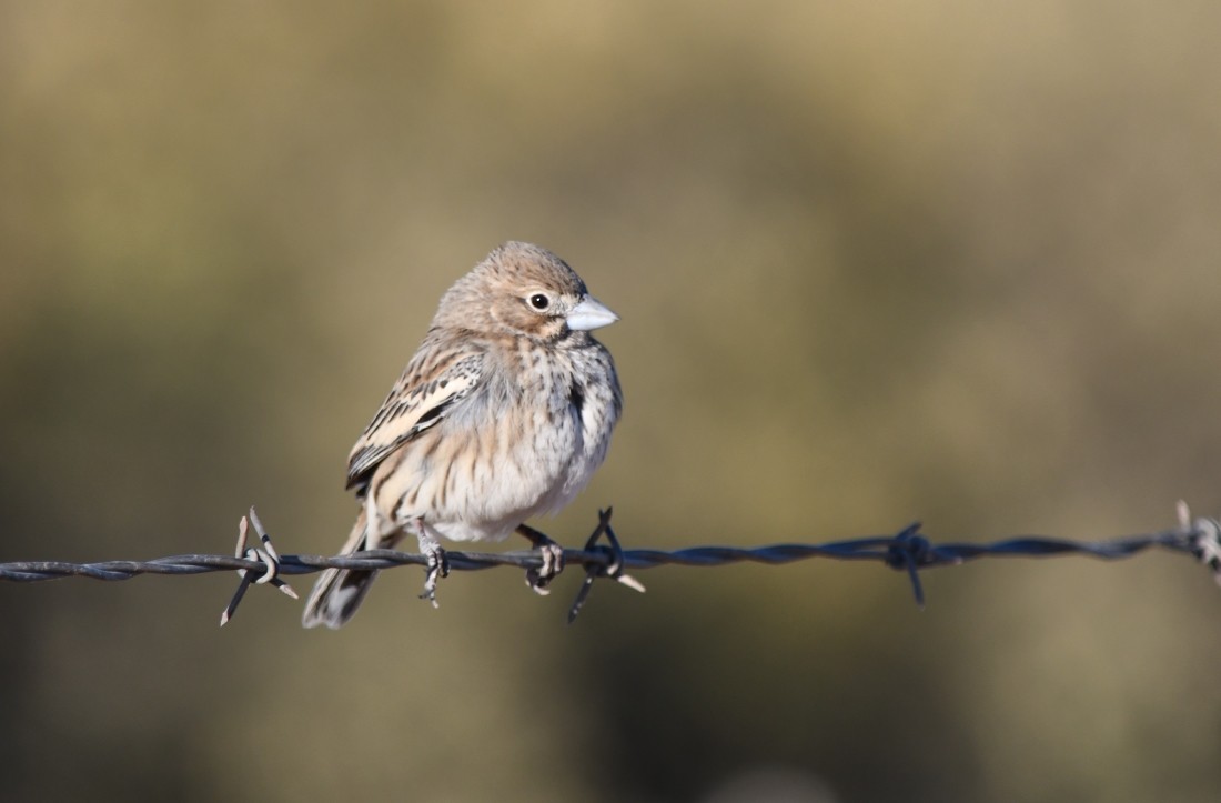 Lark Bunting - ML627823804