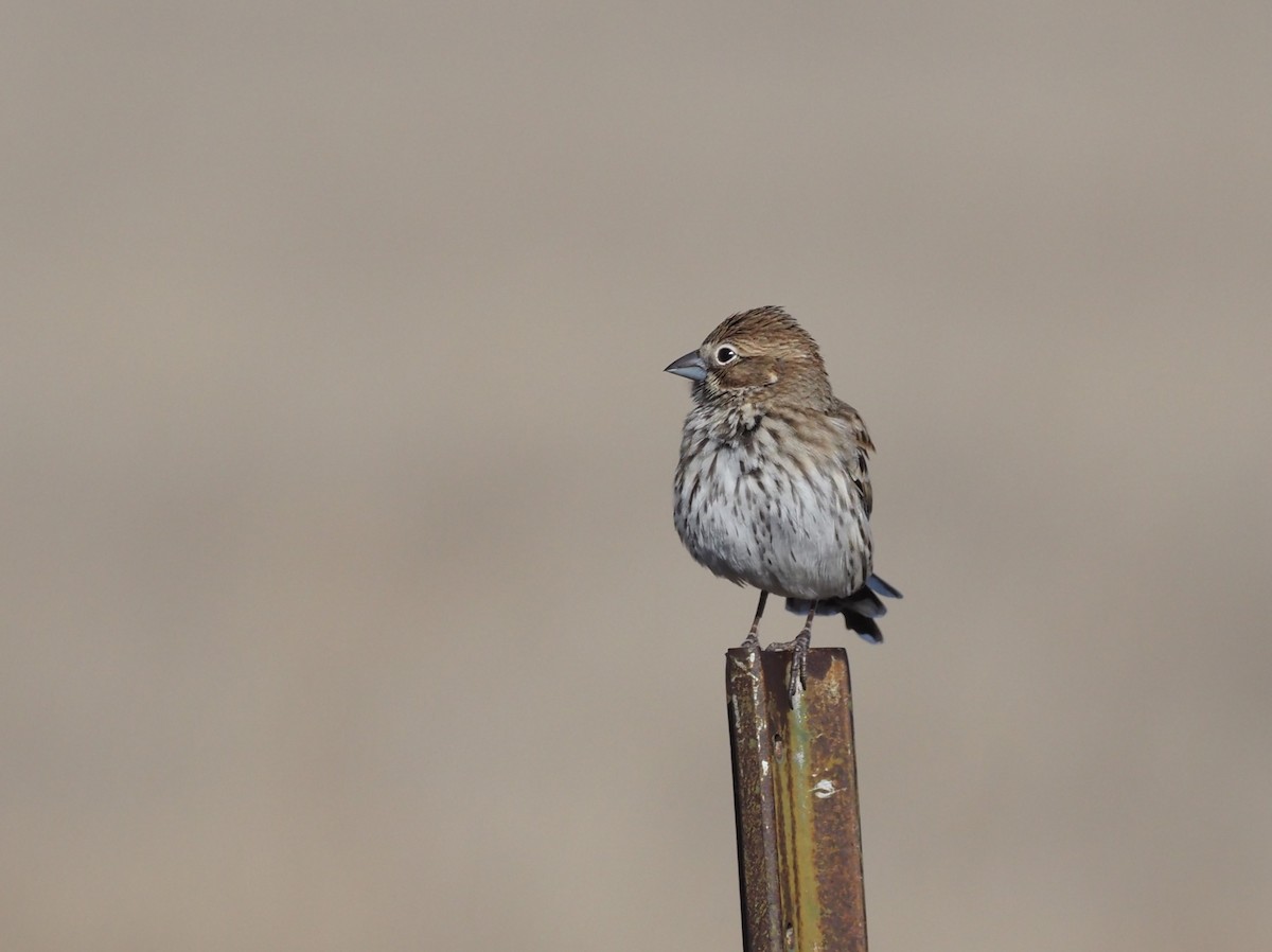 Lark Bunting - ML627823830