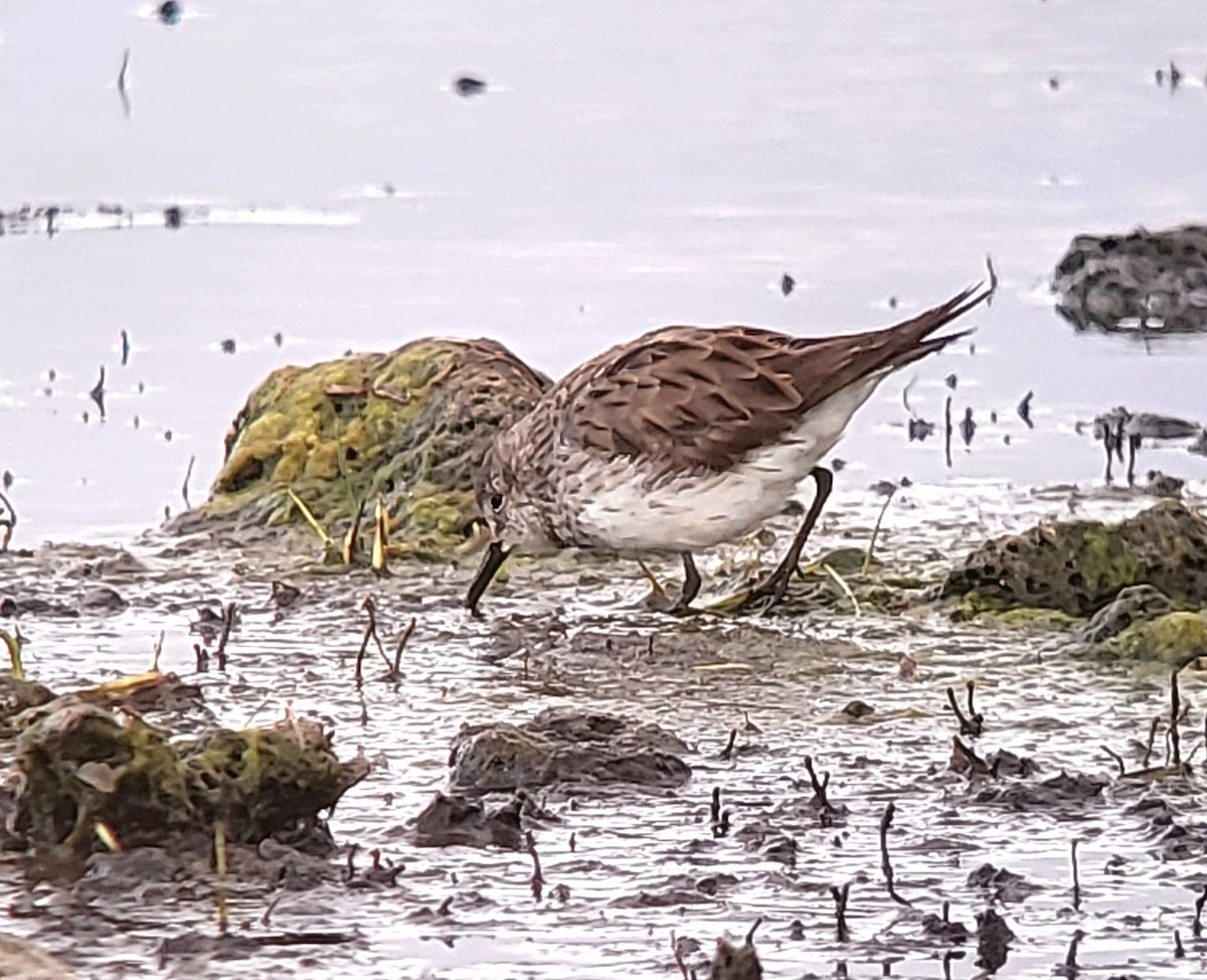 White-rumped Sandpiper - ML627823861