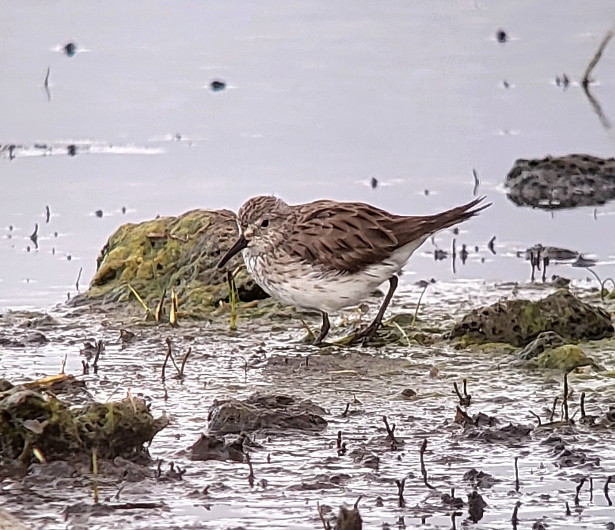 White-rumped Sandpiper - ML627823862