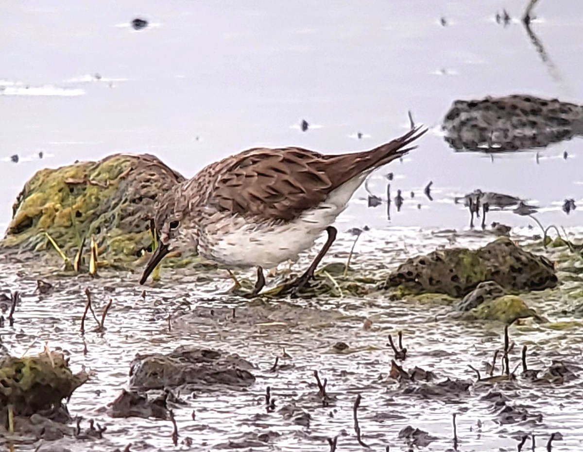 White-rumped Sandpiper - ML627823863