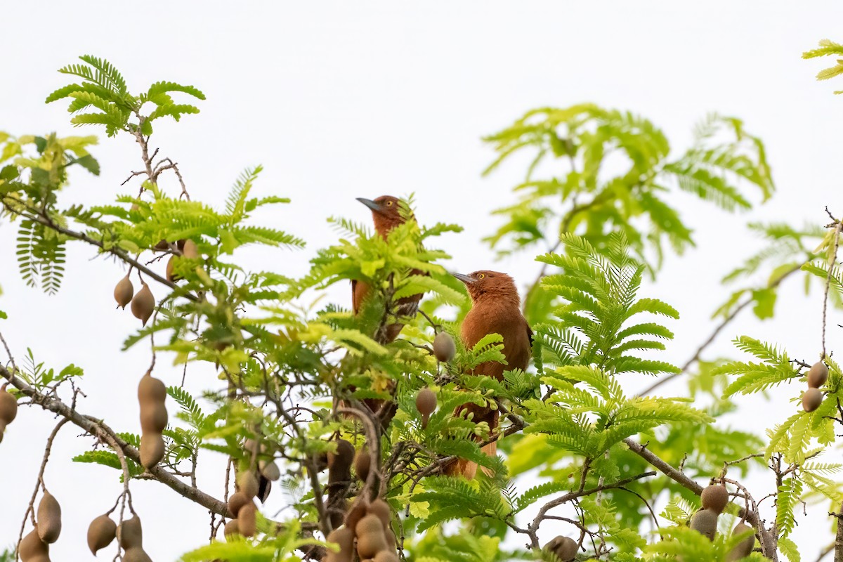 Rufous Cacholote - ML627823977