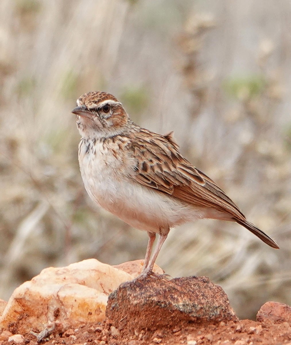 Fawn-colored Lark (Foxy) - ML627823996