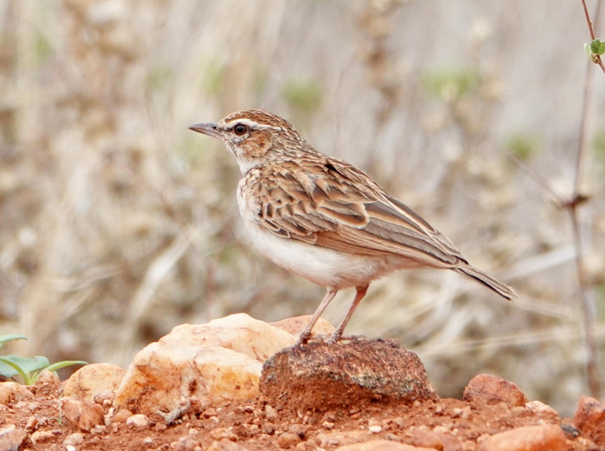 Fawn-colored Lark (Foxy) - ML627823997