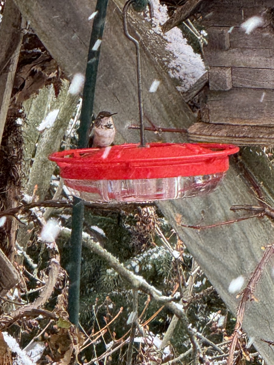 Rufous Hummingbird - ML627824088